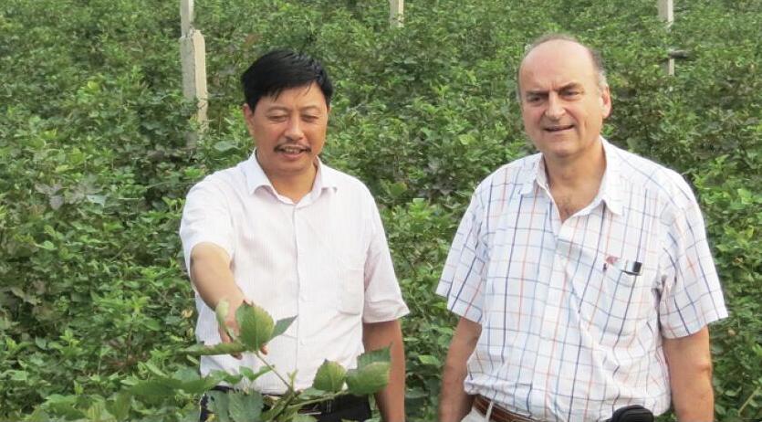 国际树莓联盟秘书长菲尔普斯.罗萨斯先生到生命果有机树莓种植基地考察