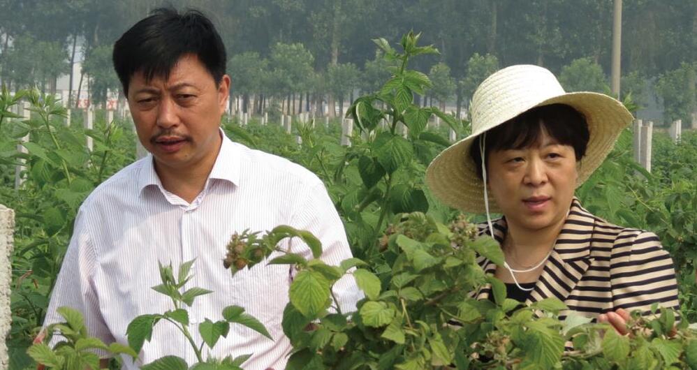 新乡市政协副主席、封丘县委书记李晖在生命果有机树莓种植基地考察指导